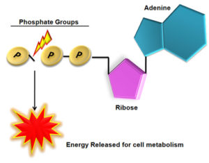 edWS7PKDTBK571isQahq_ATP-Phosphate-Energy